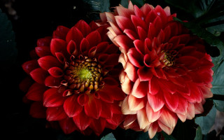 Red yellow flowers green leaves - a white center free wallpaper