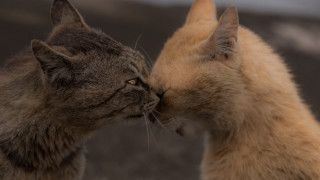 Cats grass dirt sky microscopic - a couple of cats free wallpaper