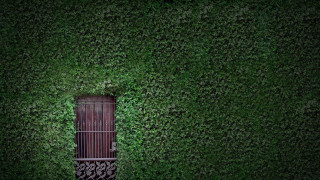 Tall wooden door lush green - wall behind free wallpaper