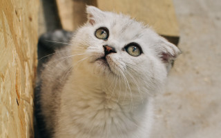 White cat surprised look beach - look free wallpaper