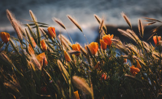 Flowers water battle fire sunset - nature free wallpaper