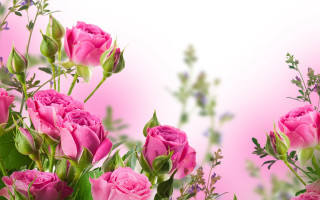 Pink roses vase blurry flower 2 - pink rose free wallpaper for desktop