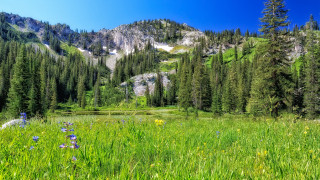 Wildflowers trees mountainside blue sky - bob thompson free wallpaper for desktop
