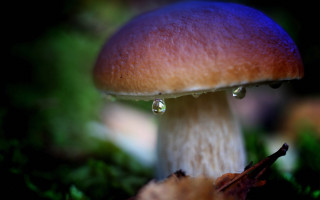 Mushroom water drops green background - drop of water free wallpaper for desktop