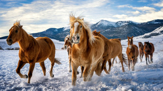 Horses running snow mountains cloudy - the snow together free wallpaper