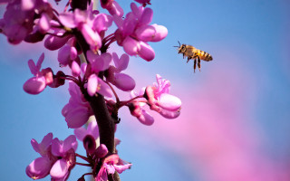 Bee purple flower blue sky 3 - a pink flower in the foreground free wallpaper