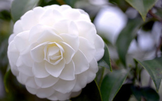 White flower green leaves tree - perfect symmetry free wallpaper
