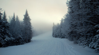 Skiing forest winter nature matte - a person riding free wallpaper for desktop