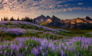 Flower field mountains sunset cloudy - free summer wallpaper for desktop