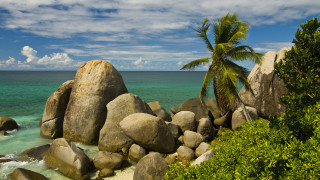 Palm tree rocky beach ocean 3 - landscape free wallpaper for desktop