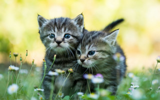 Kittens flower field blue eyes - the other looking free wallpaper