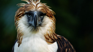 Bird of prey closeup male - prey free wallpaper for desktop