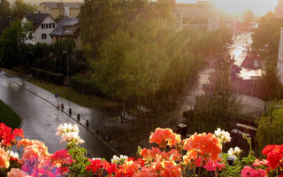 Flower garden street rain city - barbizon school free wallpaper