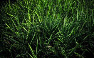 Green bird grass field black - a green grass field free wallpaper for desktop