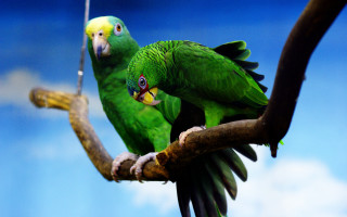 Green parrots branch blue sky - a blue sky in the background free wallpaper for desktop