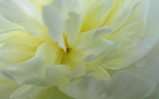 White flower water droplets yellow - petal and petals free wallpaper