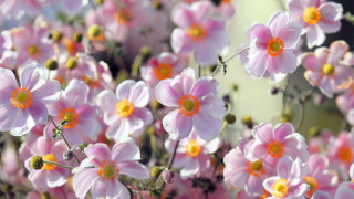 Pink flowers yellow centers garden - pink flower free wallpaper