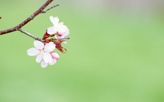 Pink branch flower bird green - shallow depth of field free wallpaper for desktop