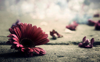 Flower ground wall petals romanticism - the ground next free wallpaper for desktop