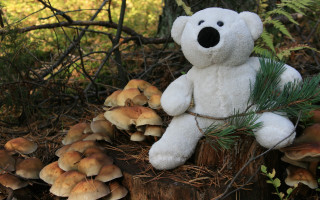 White teddy bear stump mushrooms - a white teddy bear free wallpaper