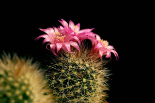 Cactus pinkflower macro blackbackground blurry - a cactus free wallpaper