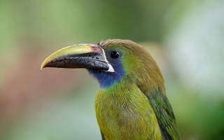 Colorful bird black yellow blue - a black beak free wallpaper