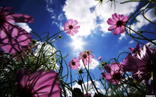 Pink flowers sunny clouds blue - the sky above them free wallpaper
