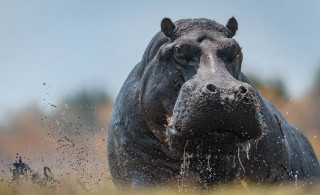 Hippo field grass dirt astronaut - a field of grass and dirt free wallpaper