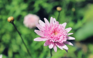 Pink flower blurry background bokeh 2 - green leaf and flowers free wallpaper