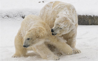 Polar bears playing snow ecological - against free wallpaper for desktop