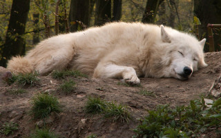 White wolf dirt hill nature - a white wolf free wallpaper