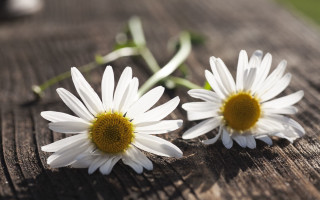 Two white flowers wooden table - two white flower free wallpaper