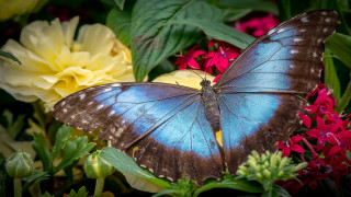 Blue butterfly flower field nature - a blue butterfly free wallpaper