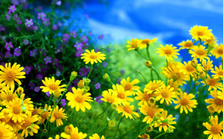 Yellow purple flower field blue - yellow flower free wallpaper