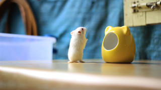 Small white mouse yellow object - a blue curtain free wallpaper