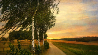 Path field trees sunset clouds - tree and a sunset in the background free wallpaper