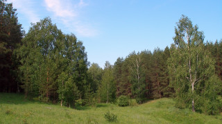 Grassy field trees blue sky 2 - a grassy field free wallpaper for desktop