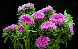 Pink hydrangea morning glory leaf - a black background behind them free wallpaper for desktop