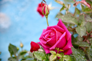 Pink rose garden blue sky - the stem free wallpaper