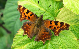 Brown black butterfly green leaves - a green leafy plant free wallpaper for desktop