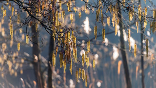 Yellow leaves yellow flowers cityscape - soft light free wallpaper for desktop