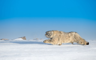 White animal snow field sky - free cats wallpaper