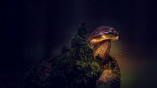Mushroom light tree branch night - the dark night sky free wallpaper