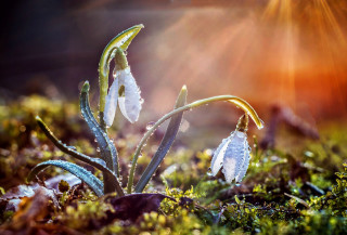 Water droplets plant sunshine snow - betty merken free wallpaper for desktop