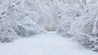Snow covered path forest skier - the other side free wallpaper
