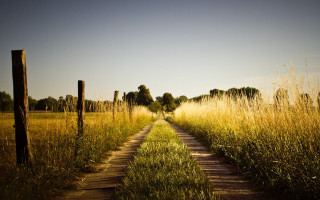 Dirt road field tall grass - a dirt road in a field free wallpaper