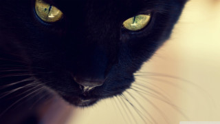 Black cat yellow eyes moonlight 2 - a blurry background of the image free wallpaper