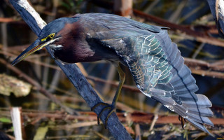 Bird perched swampy branch bokeh - dead free wallpaper