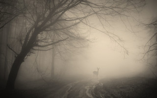 Deer forest foggy moon bamboo - a foggy day free wallpaper
