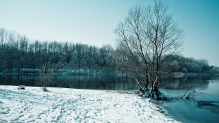Snowy tree lake winter nature - a few tree free wallpaper for desktop